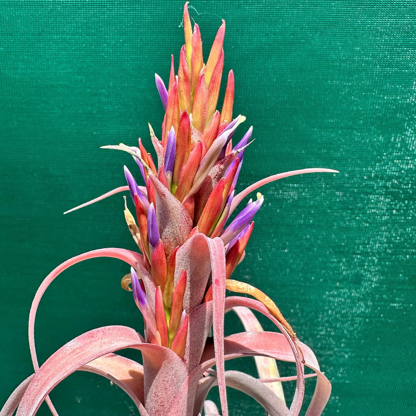air plant on mesh grid