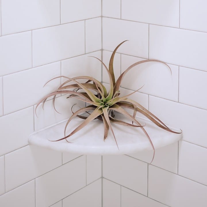 air plants in geometric holders