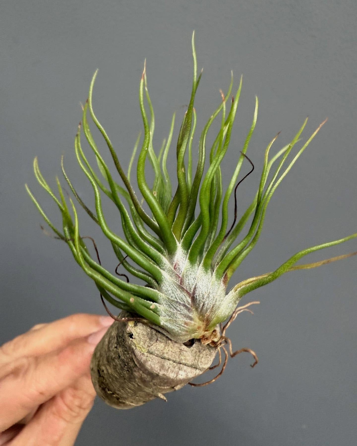 air plant on polished stone