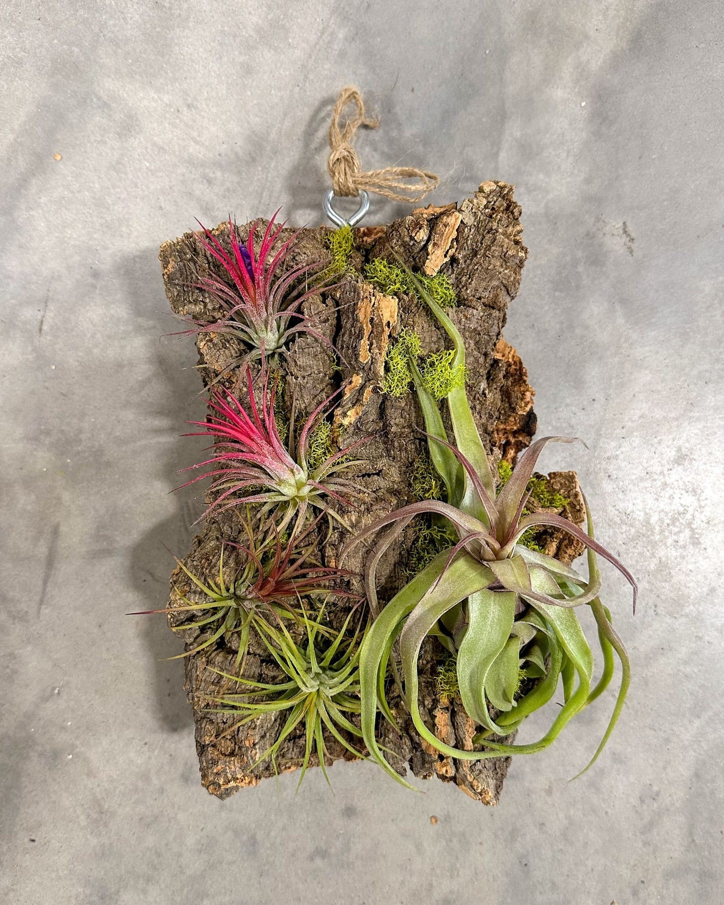 wall-mounted cork bark garden