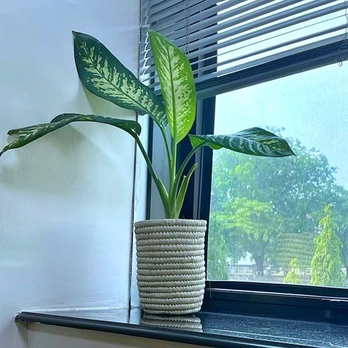 windowsill with hydroponic herbs