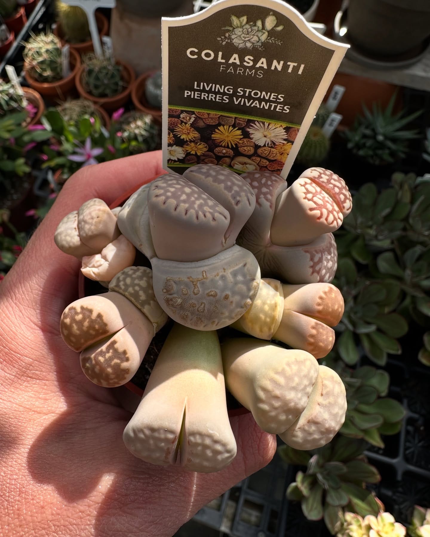 living stones in desert setting