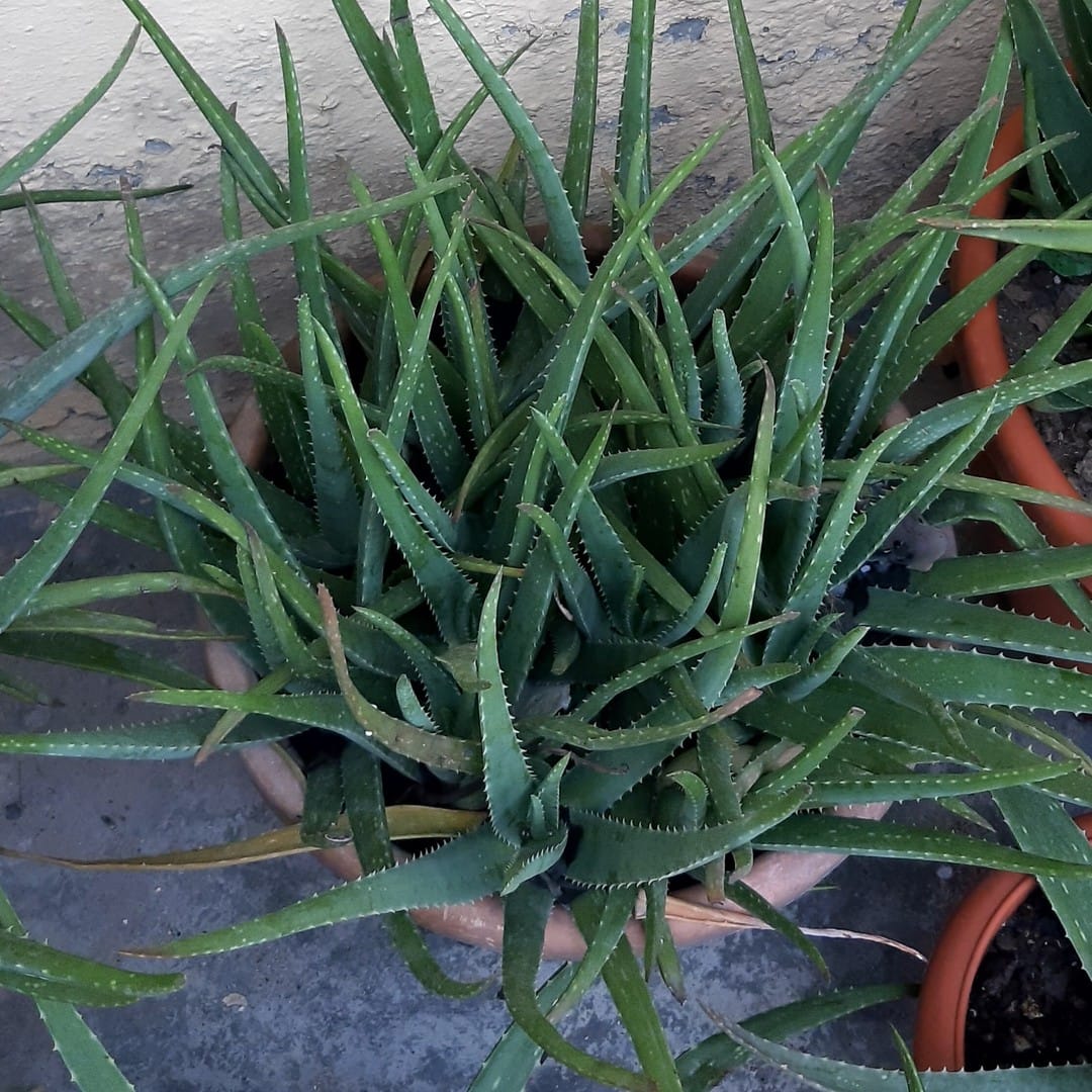 Succulent aloe vera in chic planter