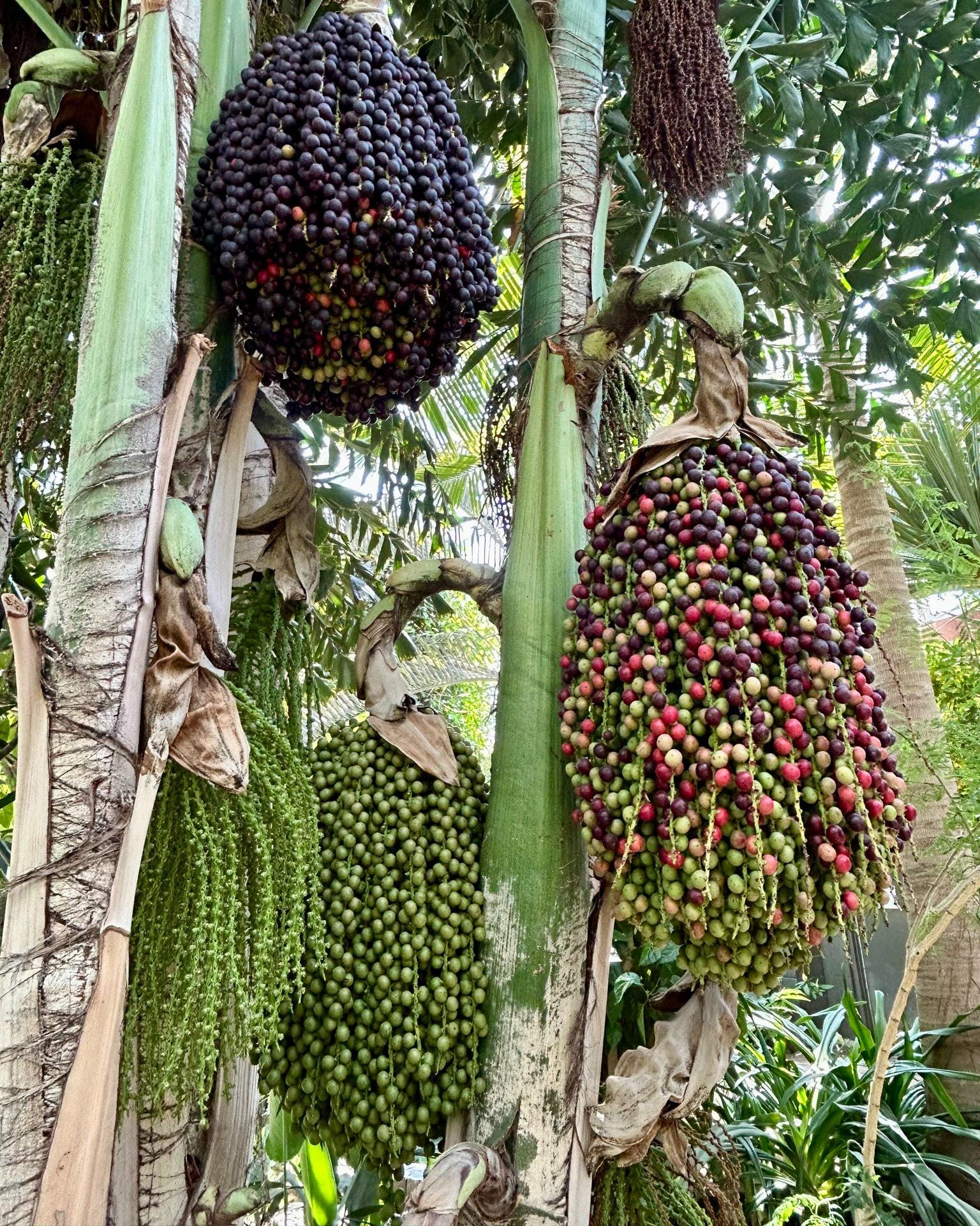 Fishtail palm by indoor fountain