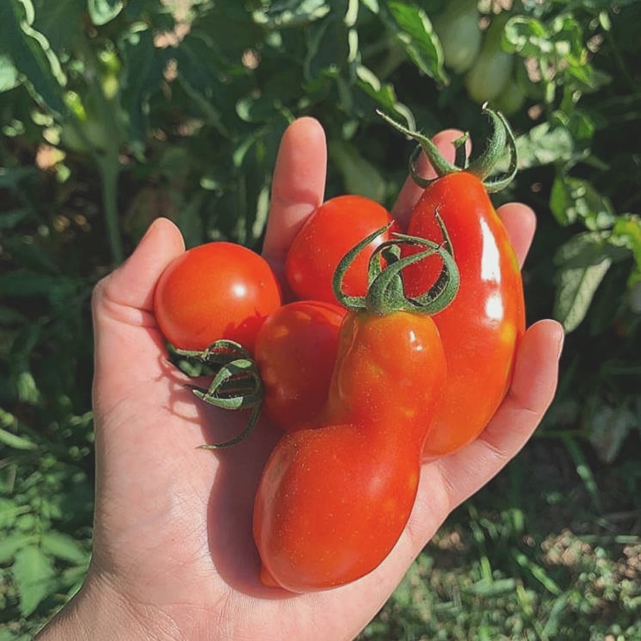 ripe tomatoes on vine