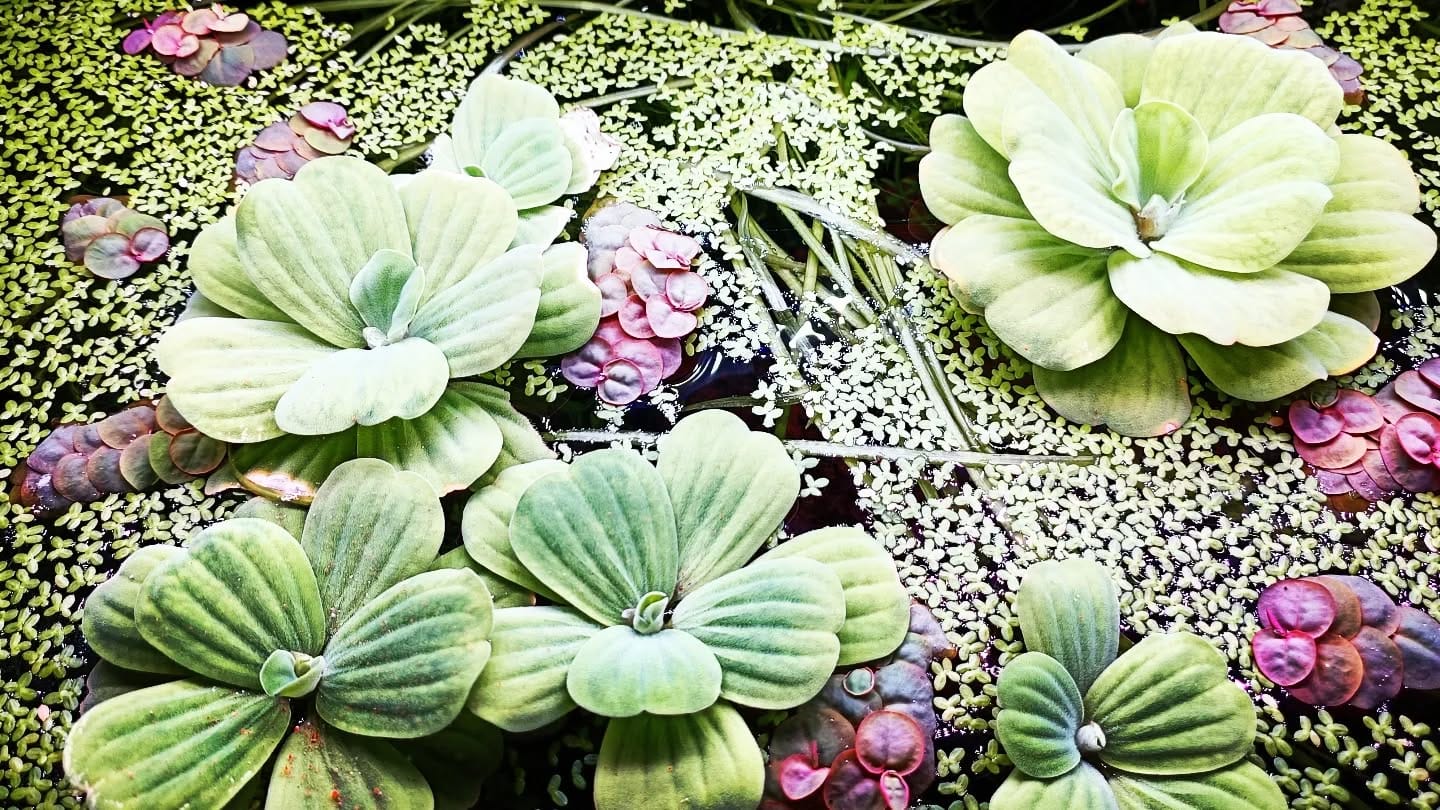 serene meditation space with floating plants