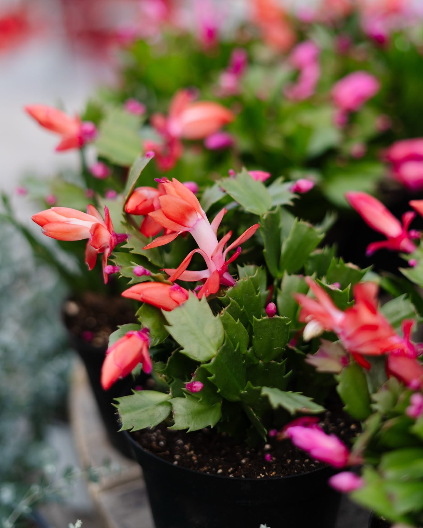 christmas cactus with pink blooms