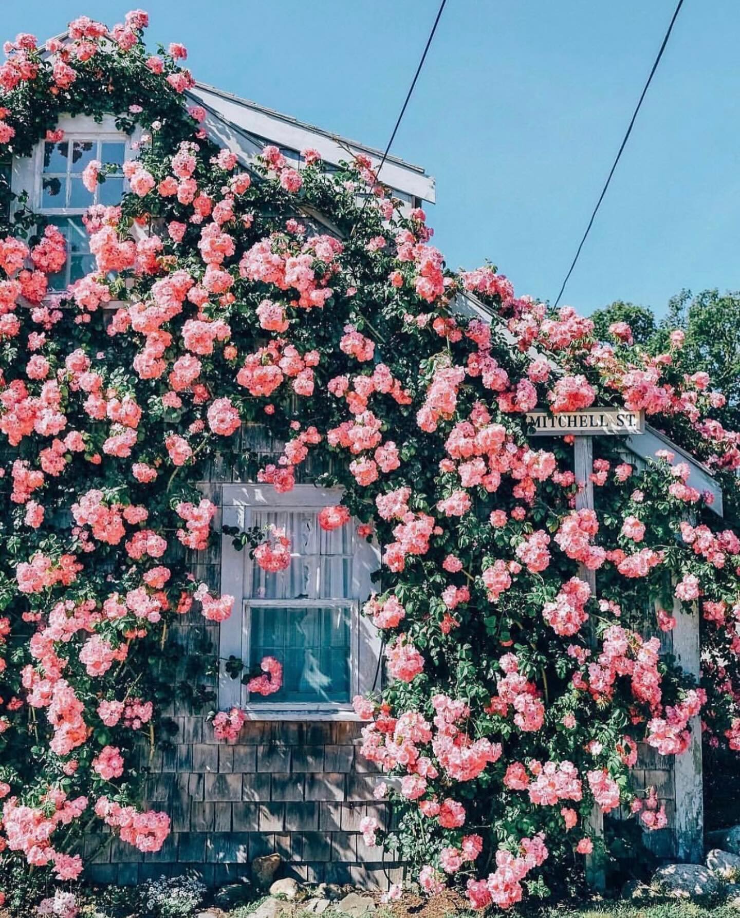 climbing roses cascading over stone wall