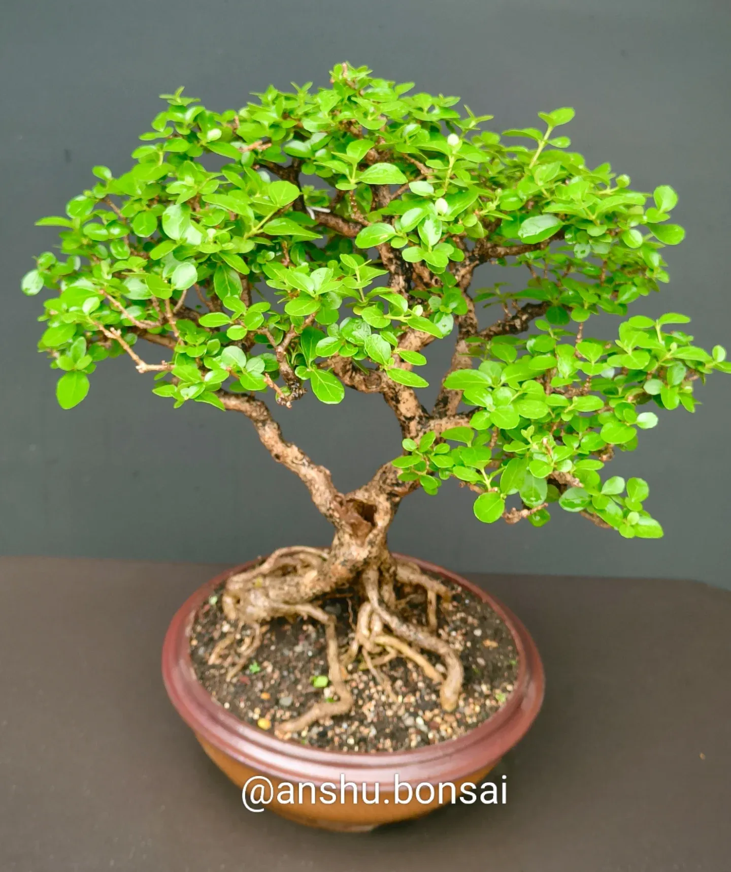 hand mixing bonsai soil
