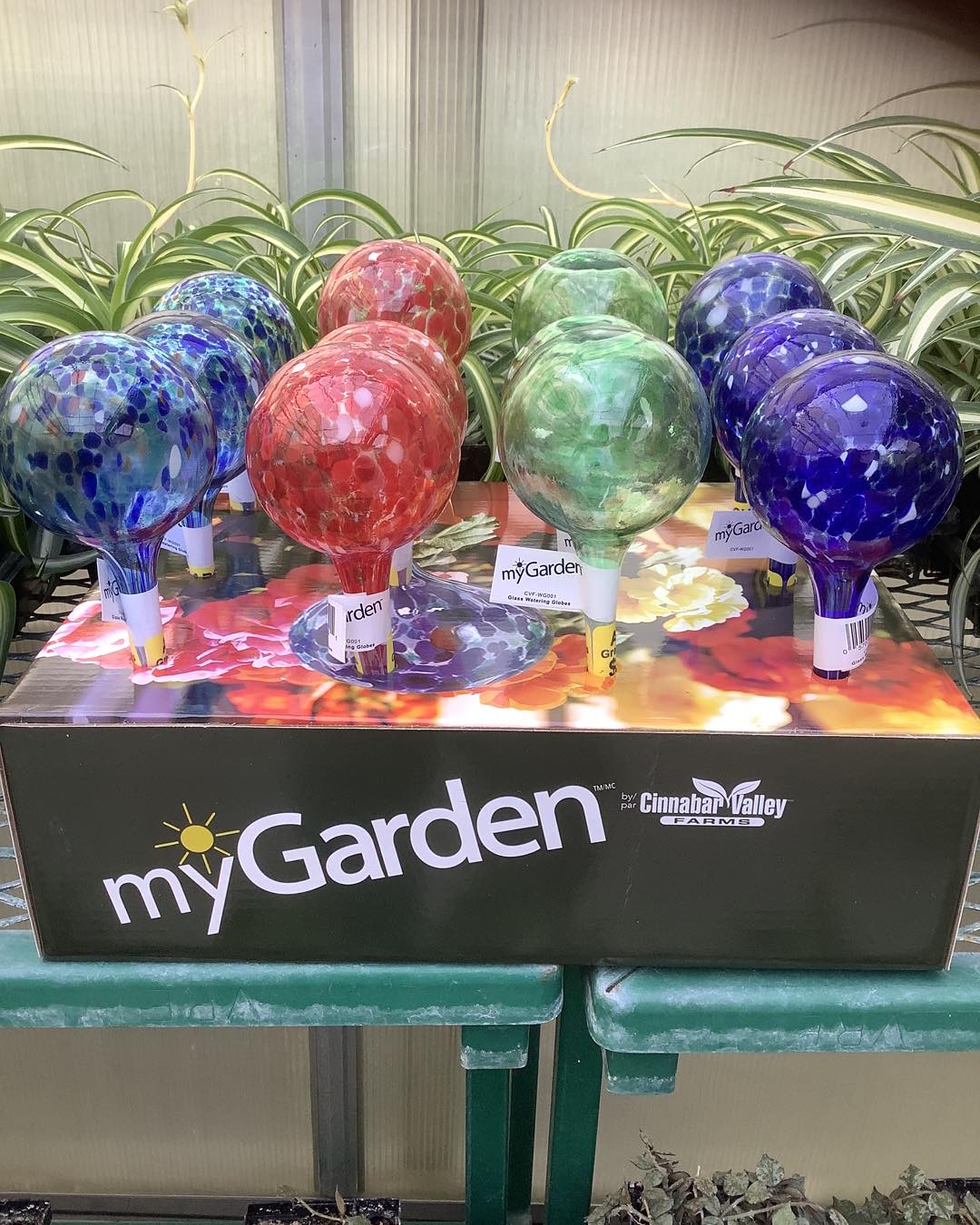 clear glass watering globe in pot