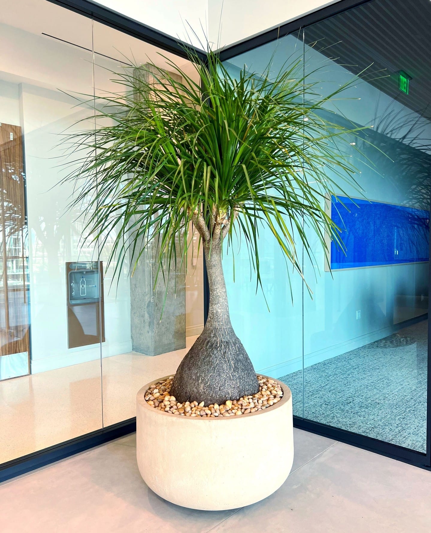 Ponytail palm on minimalist shelf