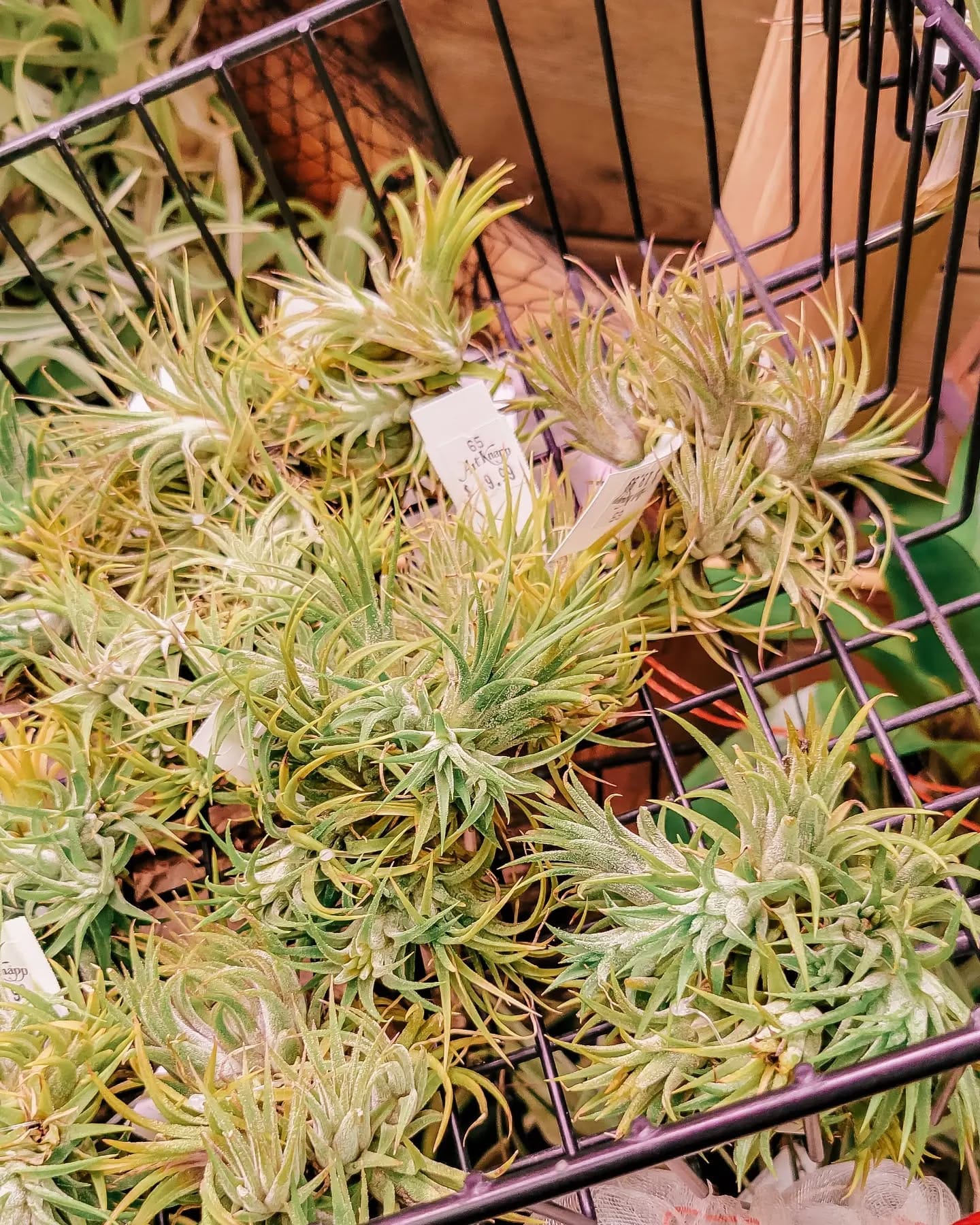 vertical garden with Tillandsia