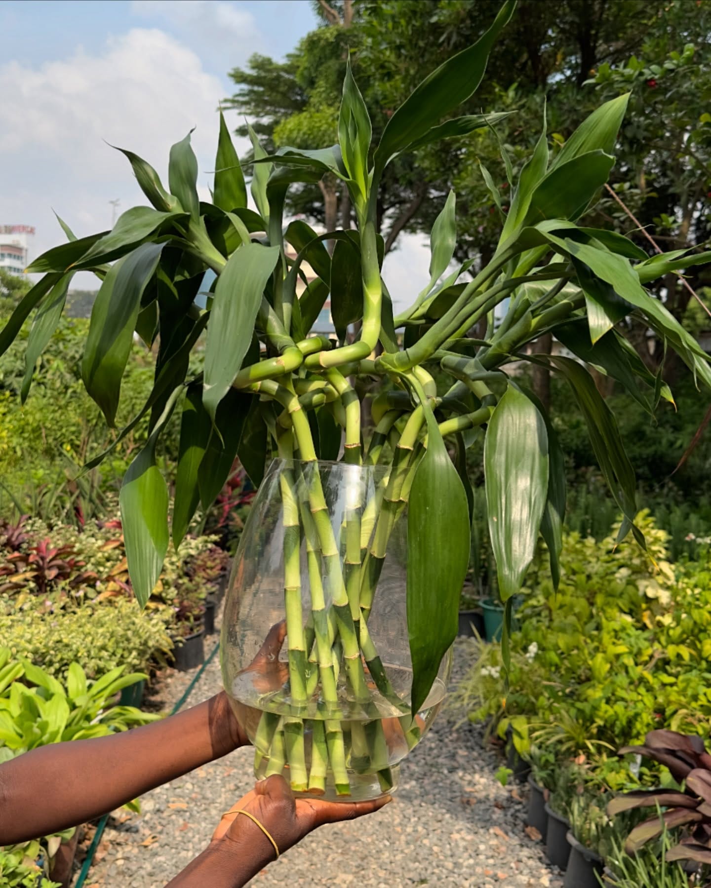 slender bamboo stalks in a vase