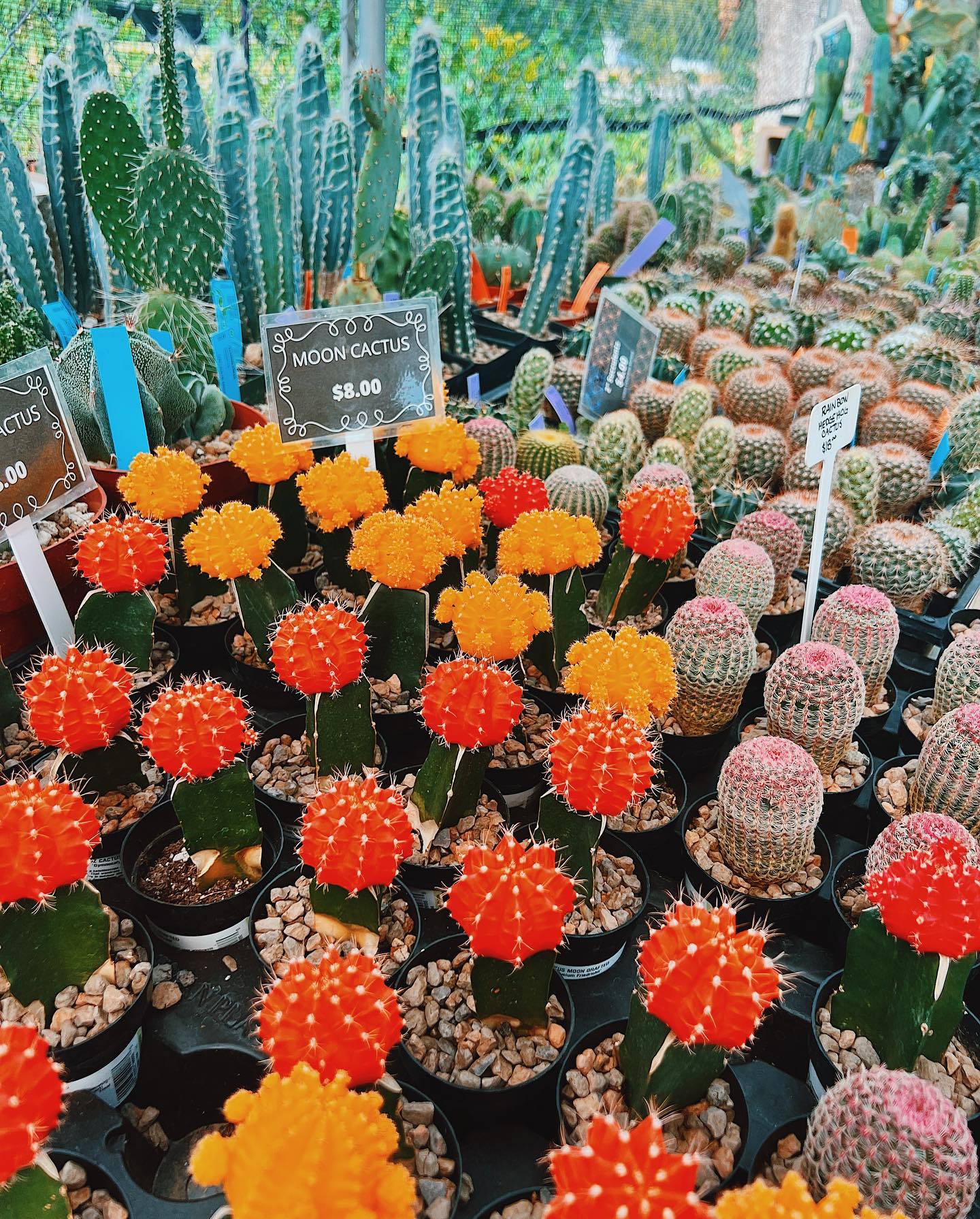 red cap cactus in terrarium