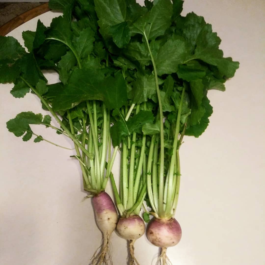 turnip bulbs and greens
