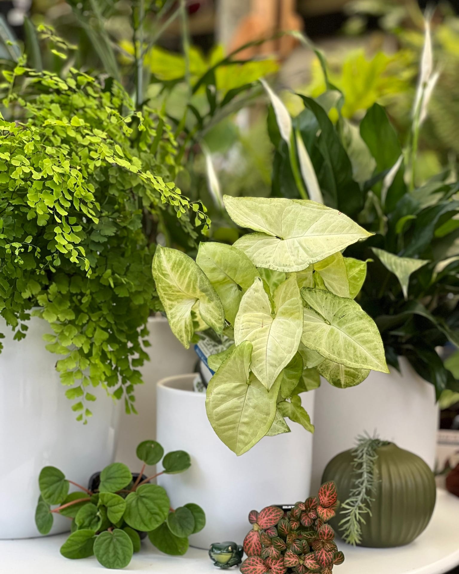 curled plant leaves