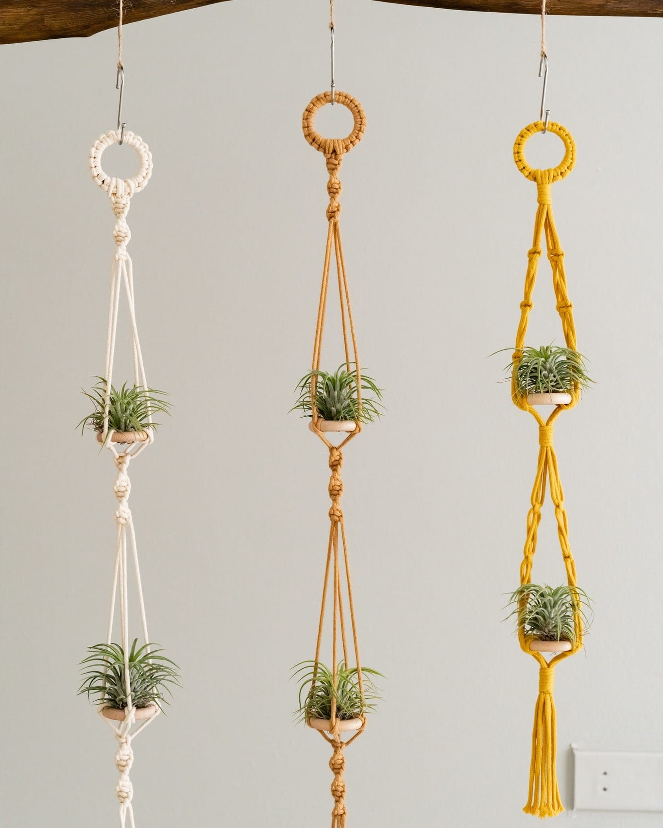 air plant in macramé holder