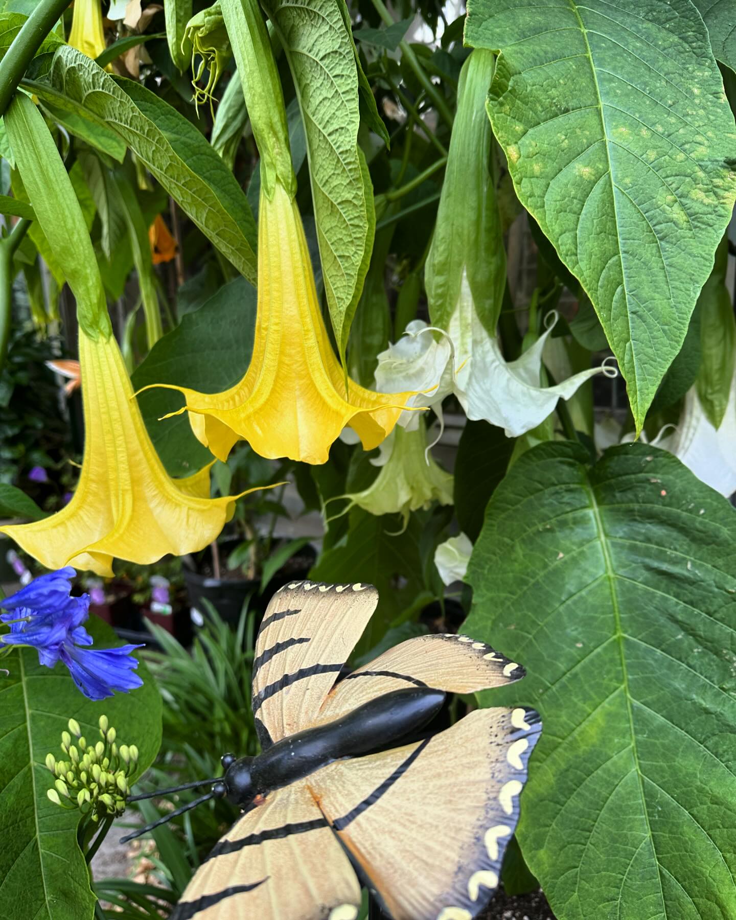 angel's trumpet flowers cascading