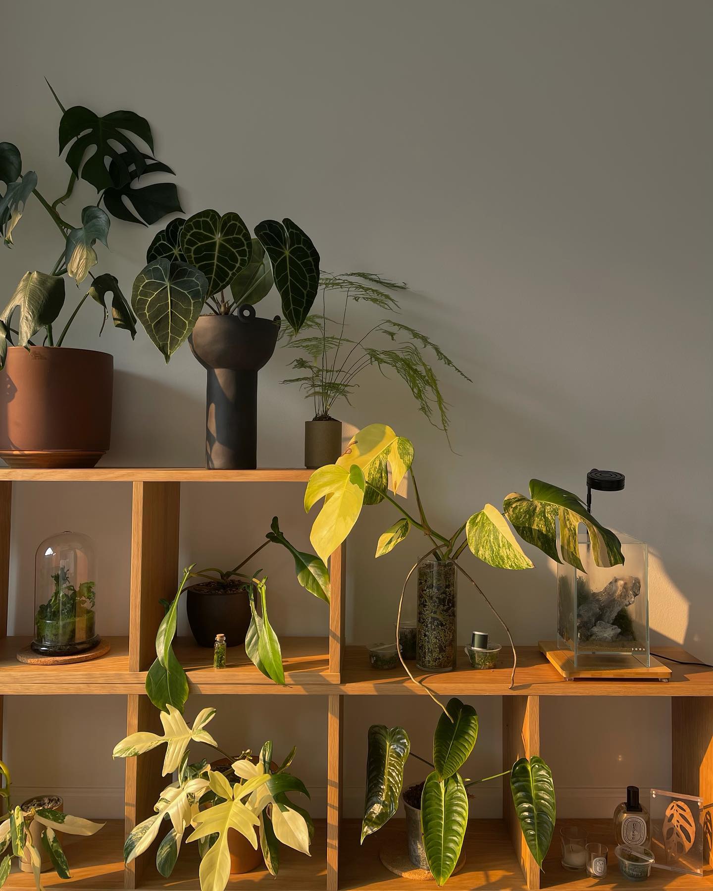 stacked wooden crates with plants