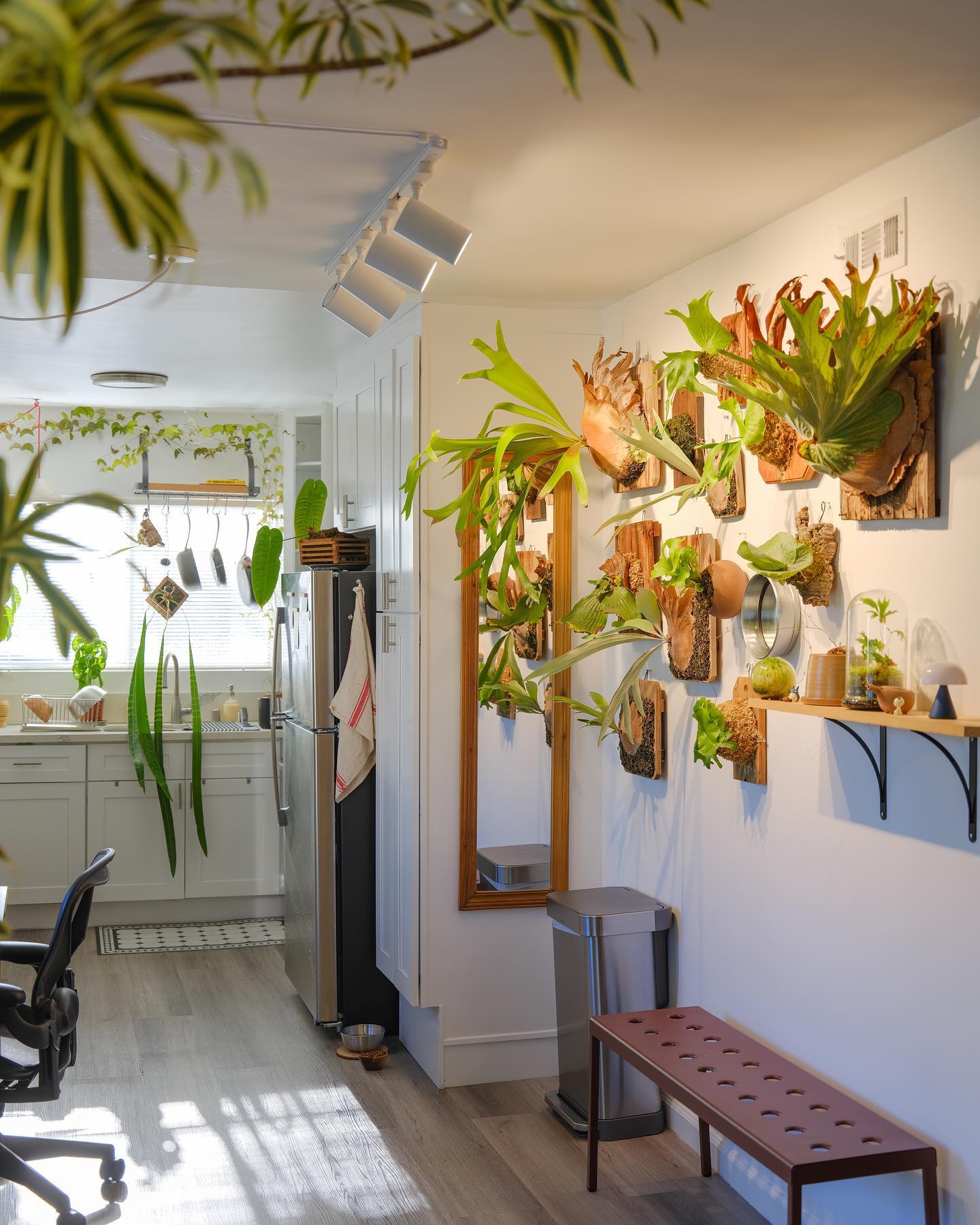 staghorn fern in narrow hallway