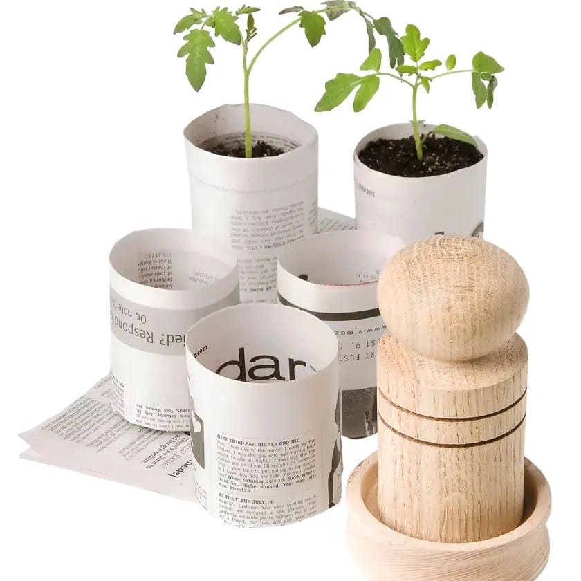 seedlings in rolled newspaper pots