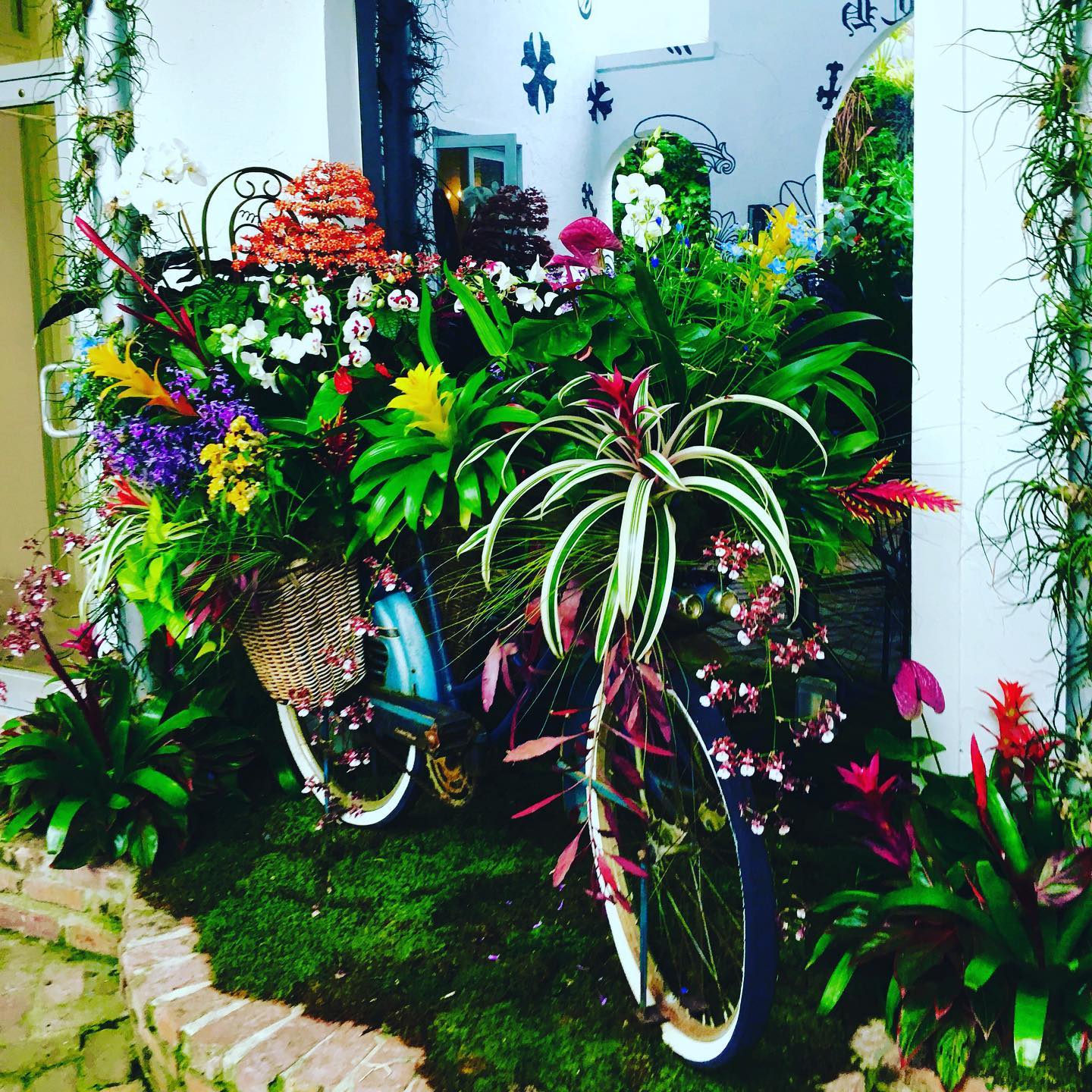 bicycle plant in a recycled pot