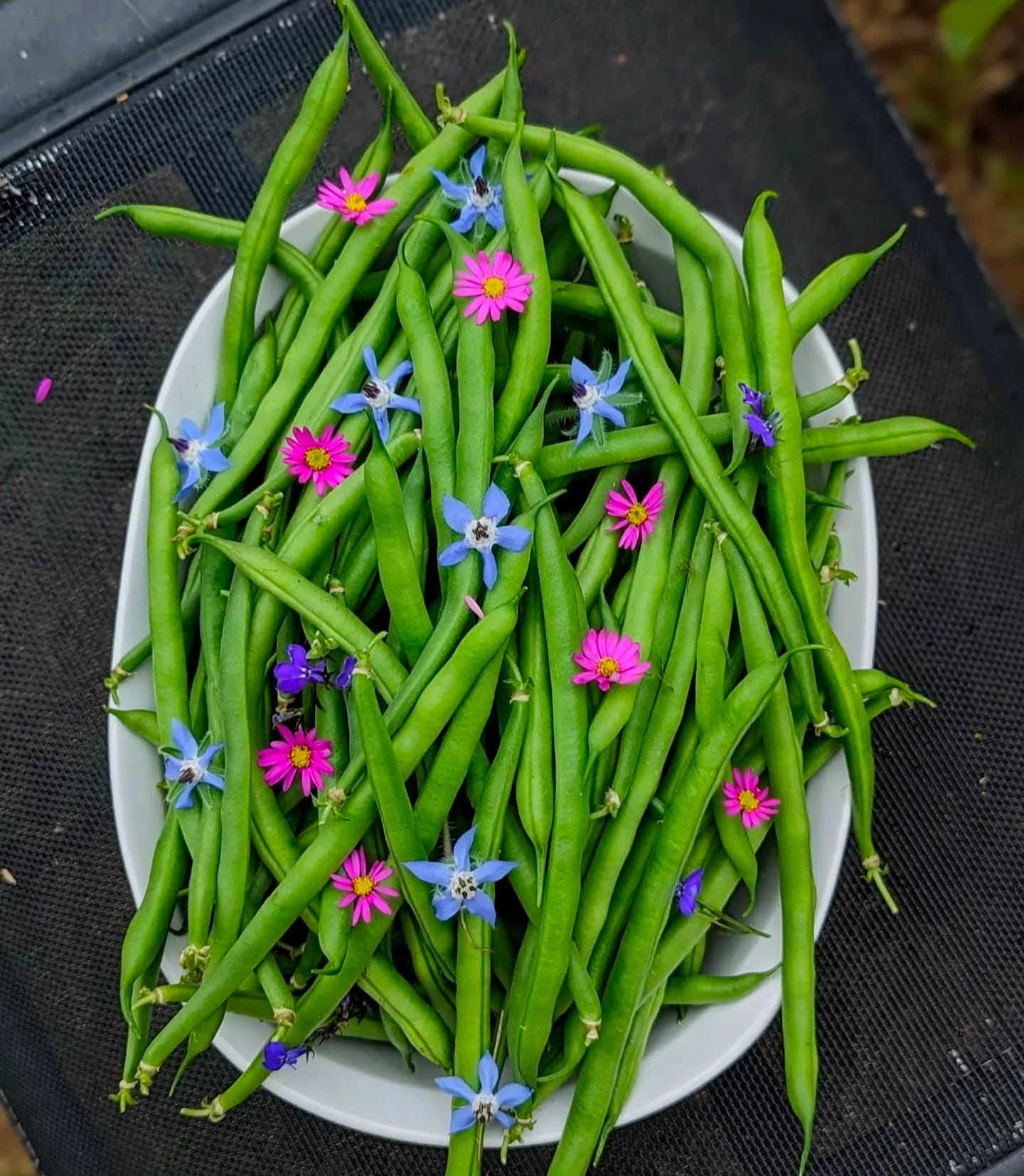 bush beans on a sunny day