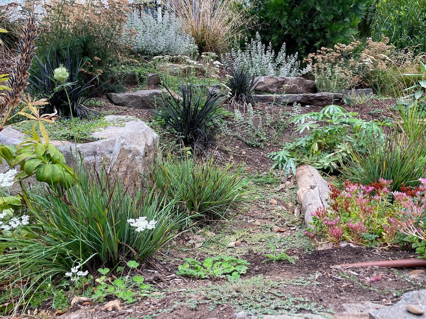 bathtub rain garden with native plants
