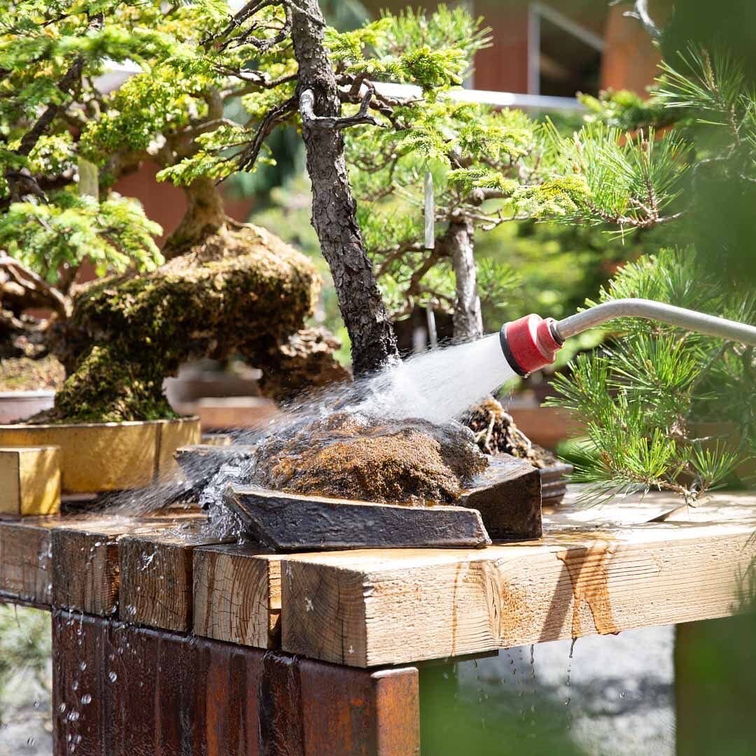 watering can over bonsai