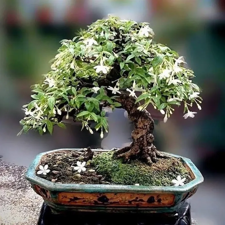 bonsai journal with sketches