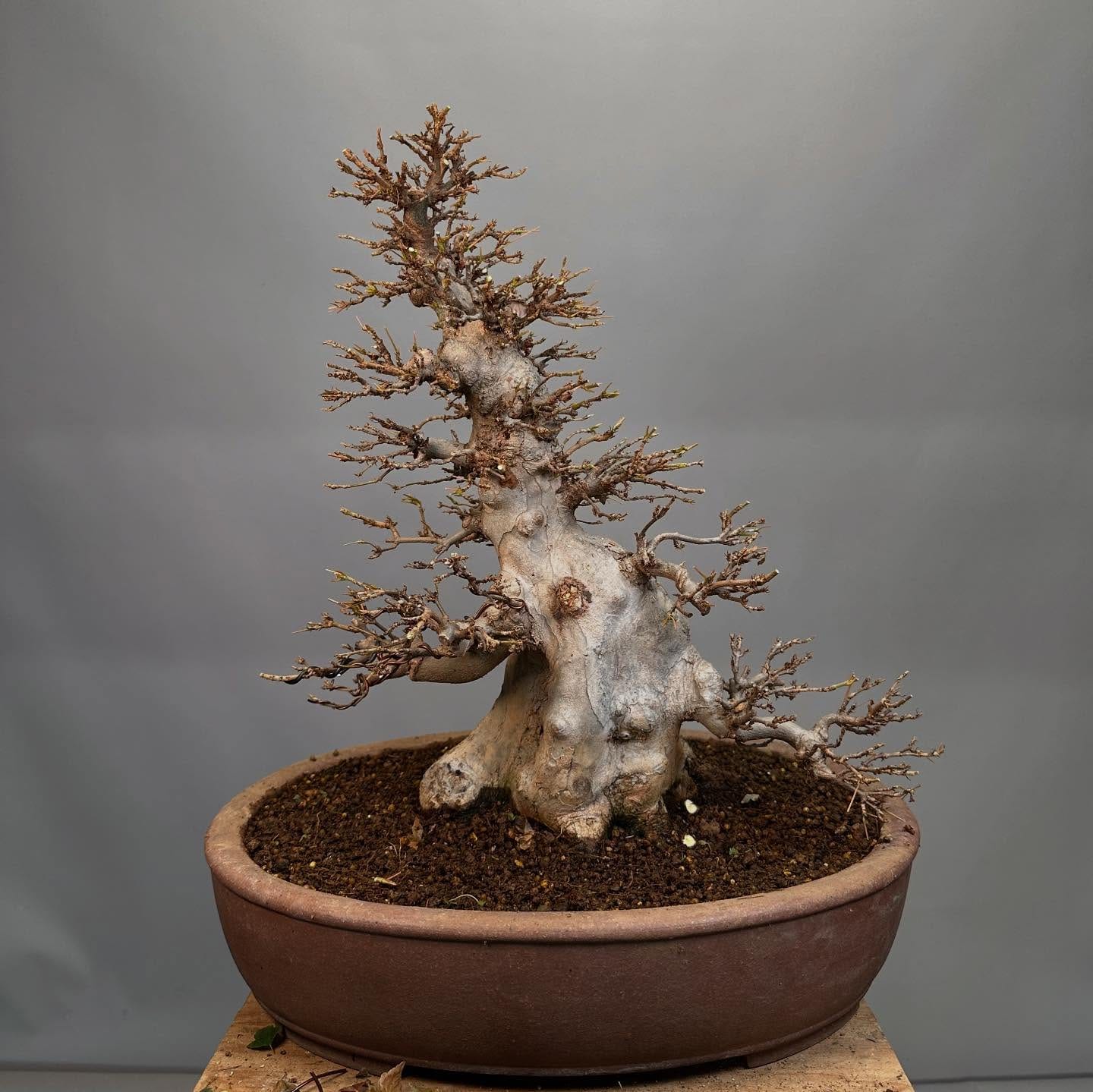tree secured to rock with wire