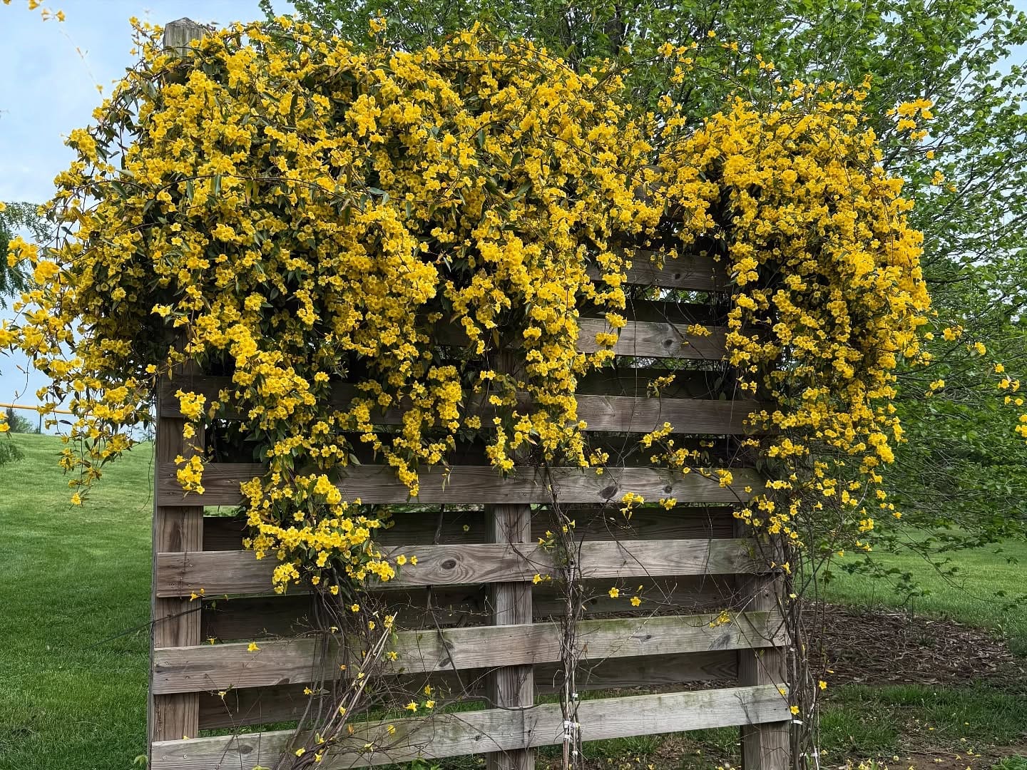 carolina jessamine on picket fence