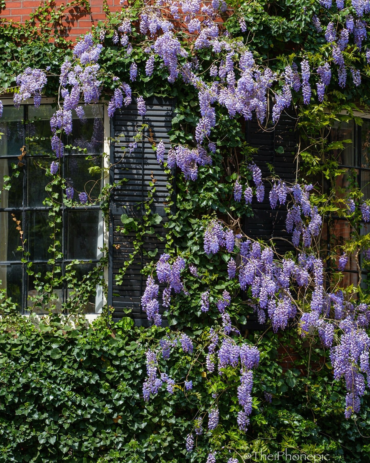 wisteria blooms draping over pergola