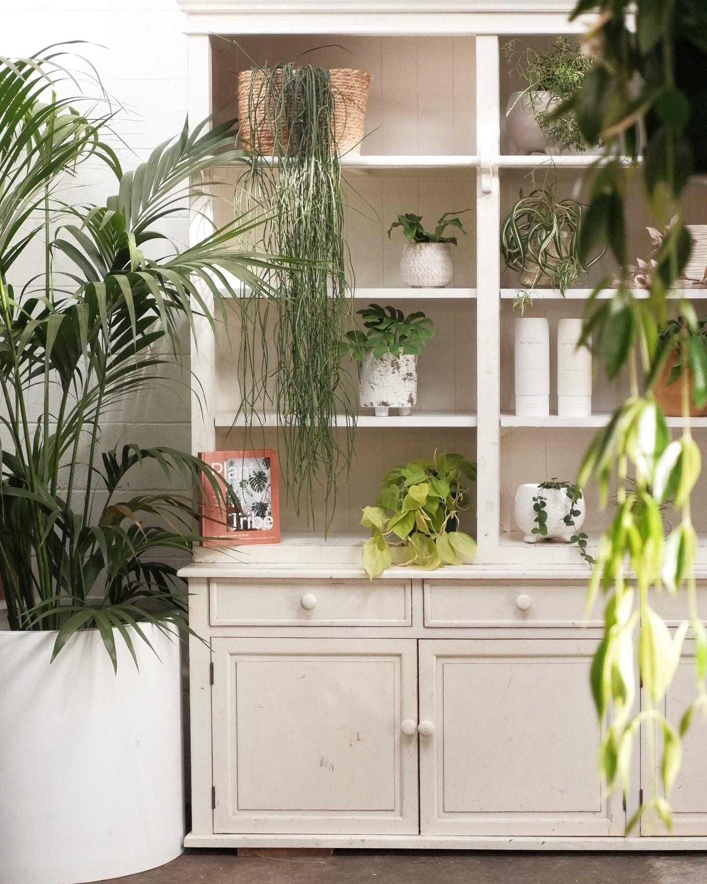 multiple drawers mounted on wall with plants