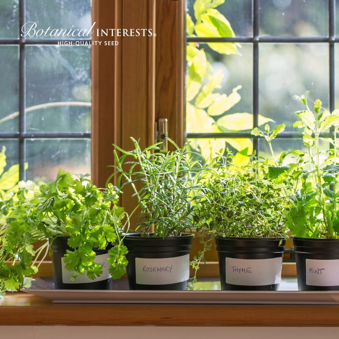 colander herb garden on windowsill