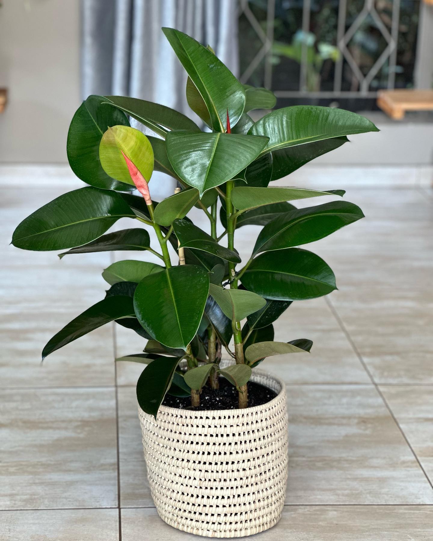 rubber plant in modern planter