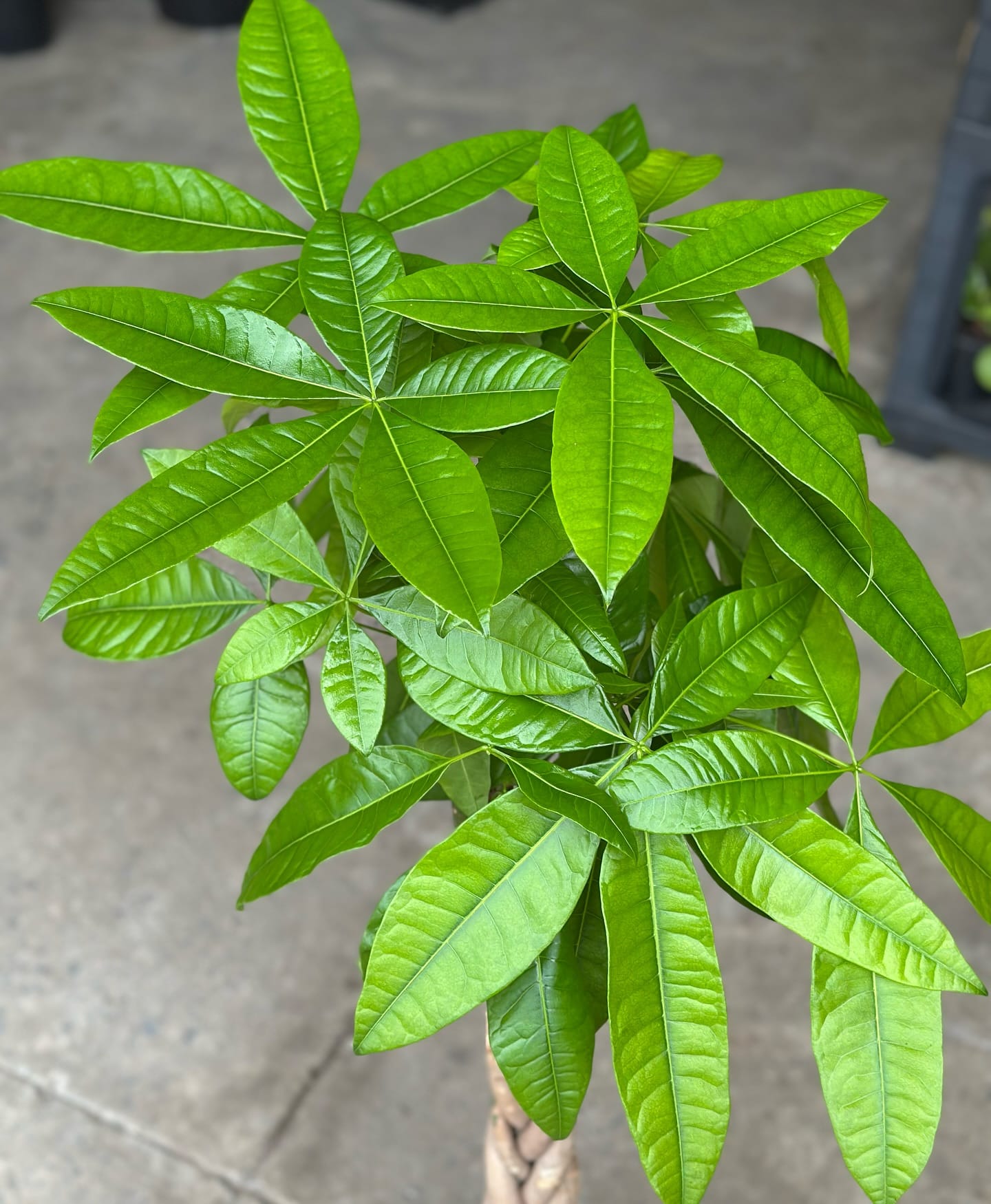 Braided money tree in white planter