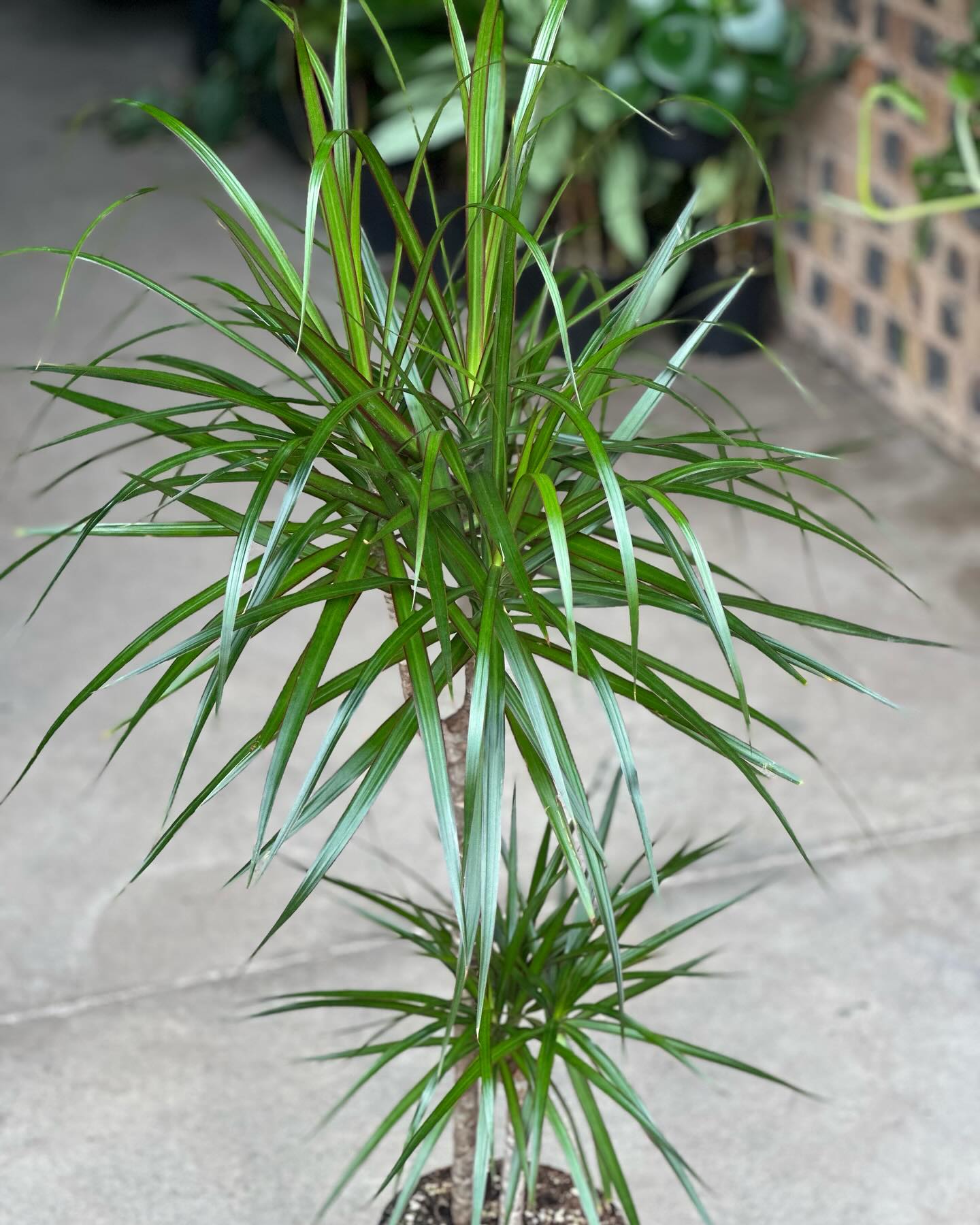 dracaena in a sleek office