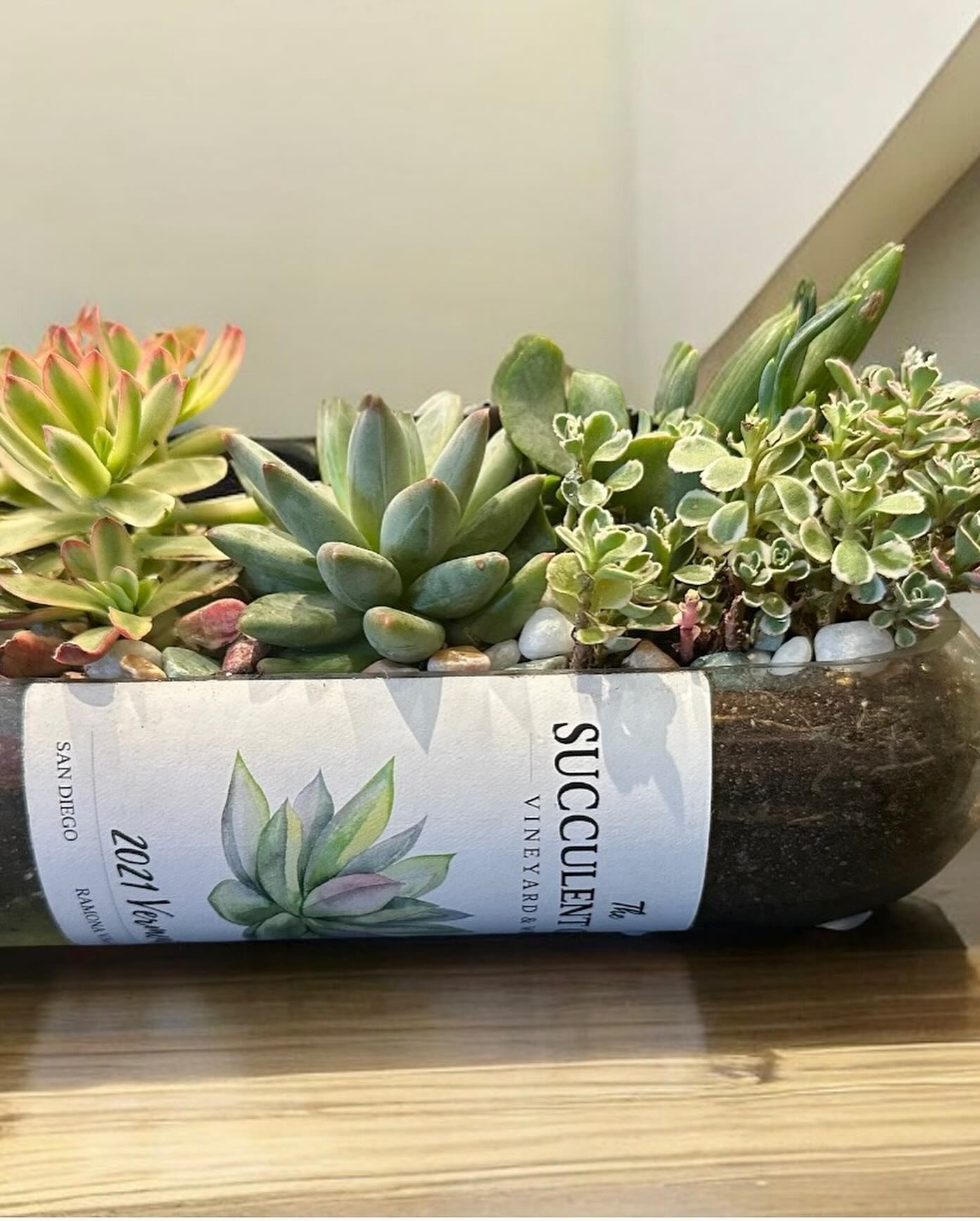wine bottle planters with succulents