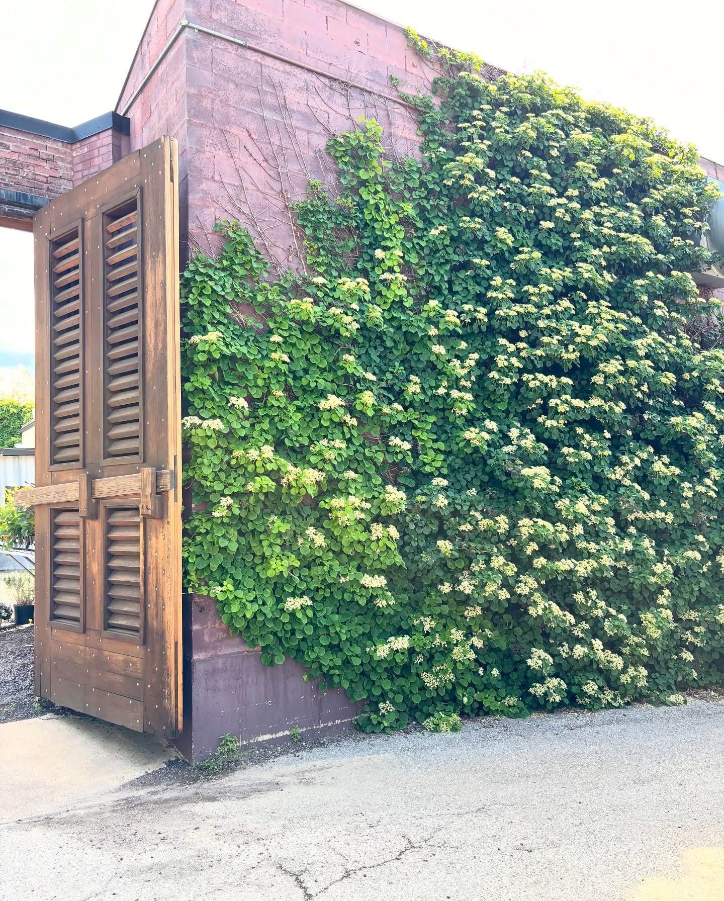 climbing hydrangea on stone fence
