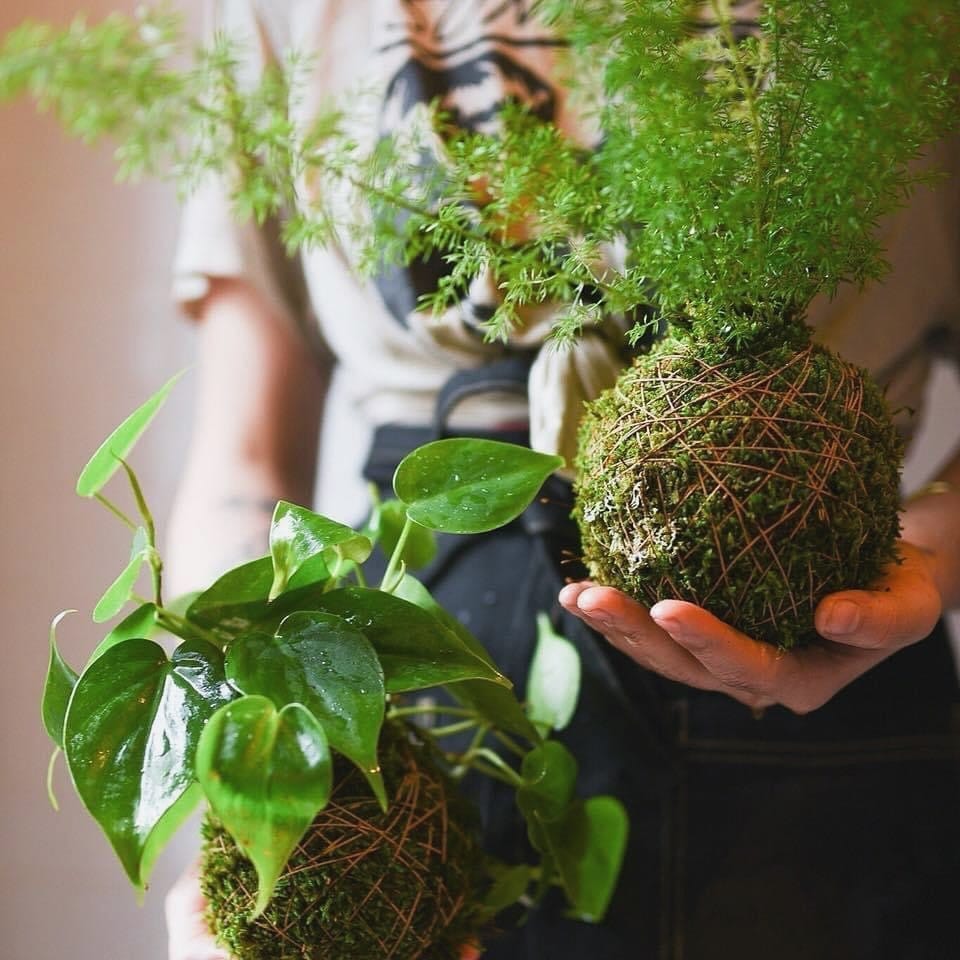 large kokedama as entryway focal point