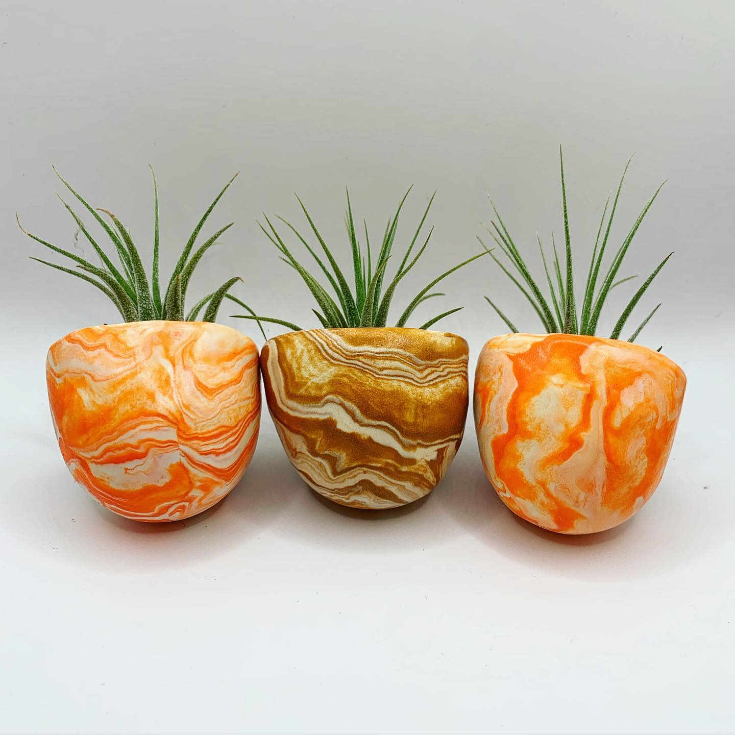 air plant on magnetic base