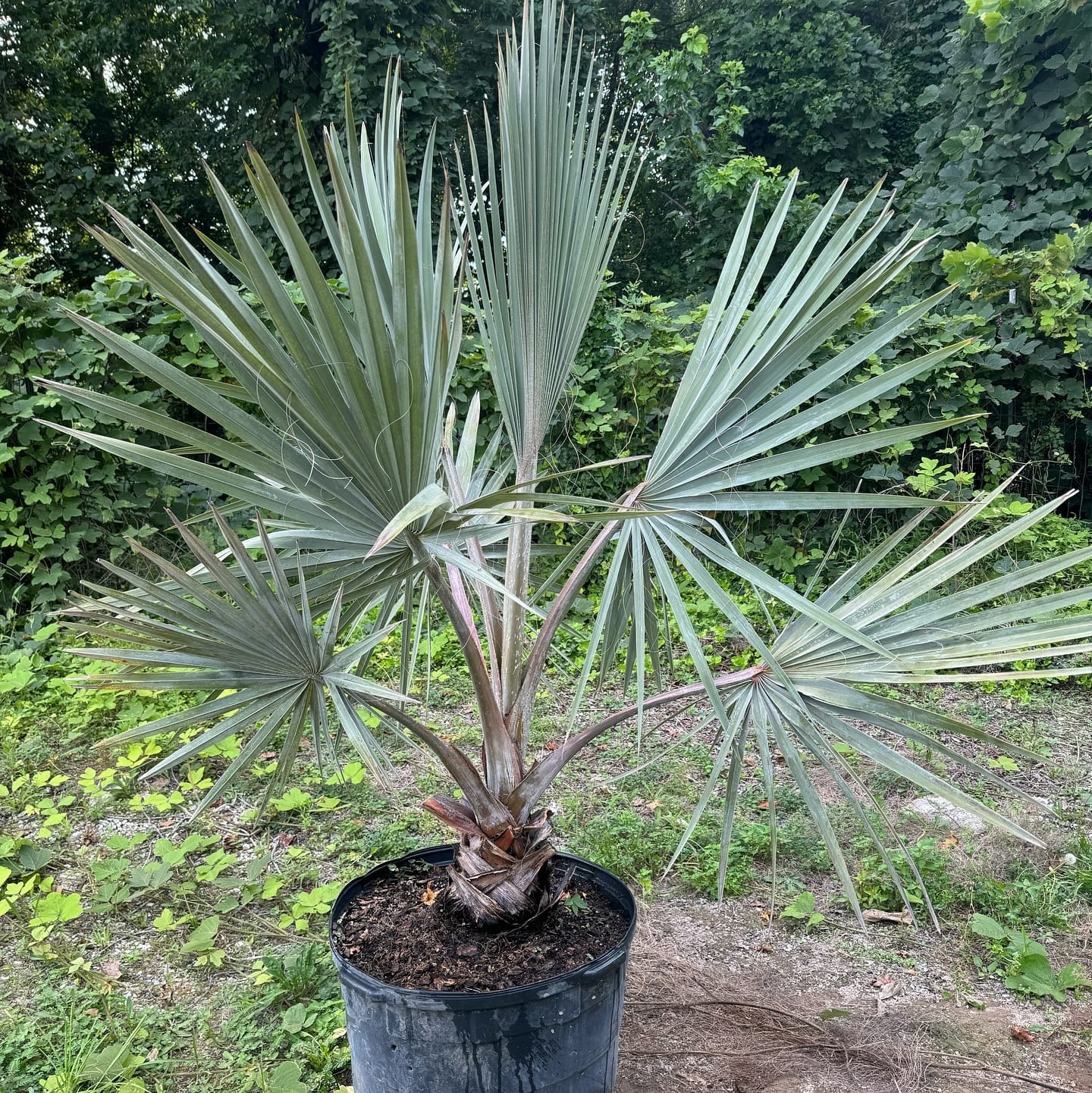 Silver saw palmetto in modern lounge