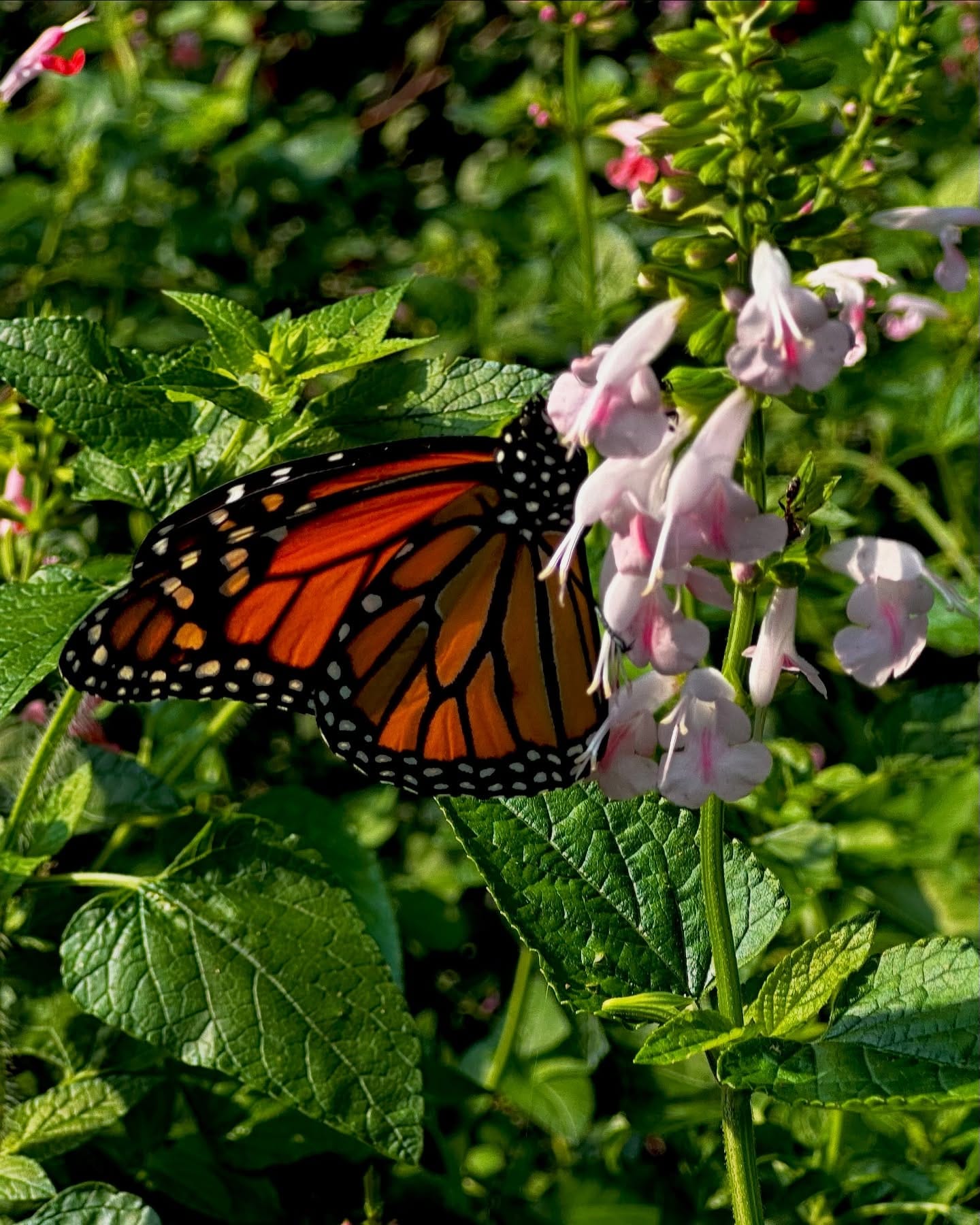 colorful butterfly on marigold