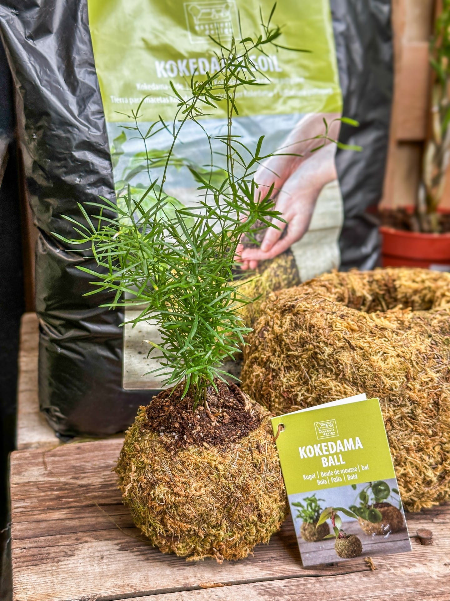 hands crafting kokedama