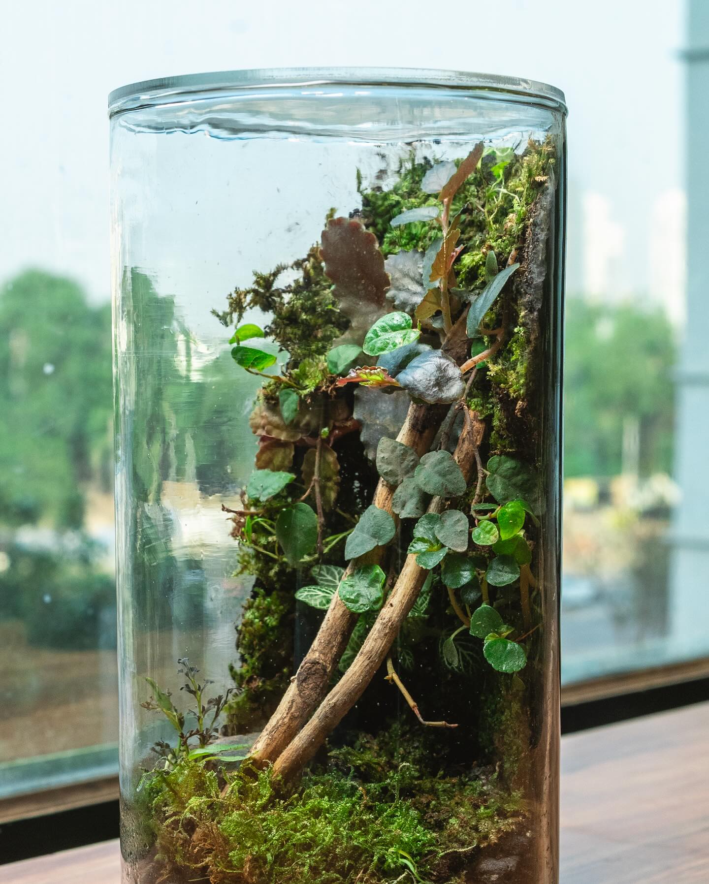 wall-mounted glass planter terrarium