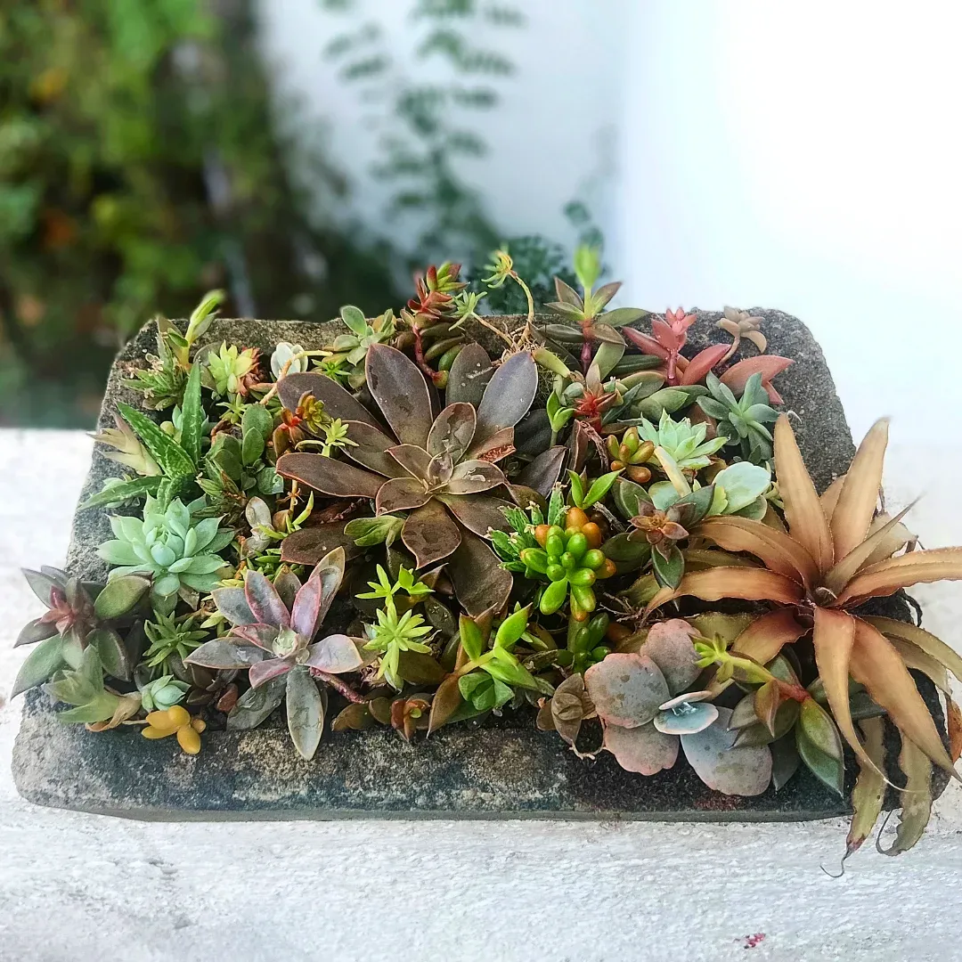 various cacti in round hat box