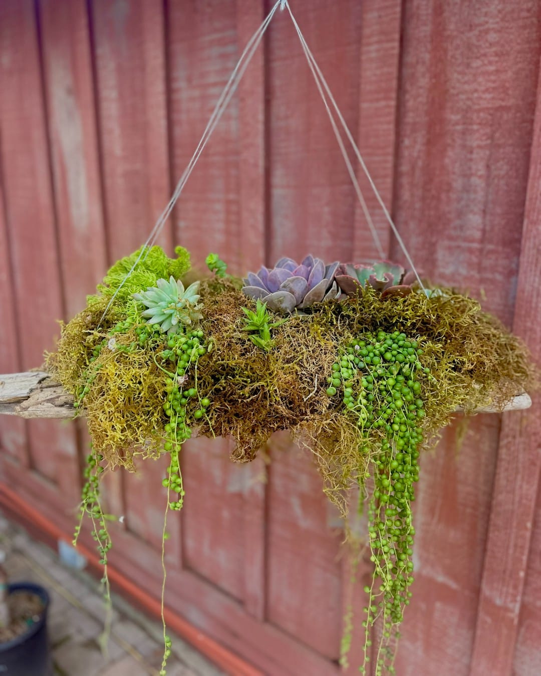 driftwood frame with vertical garden