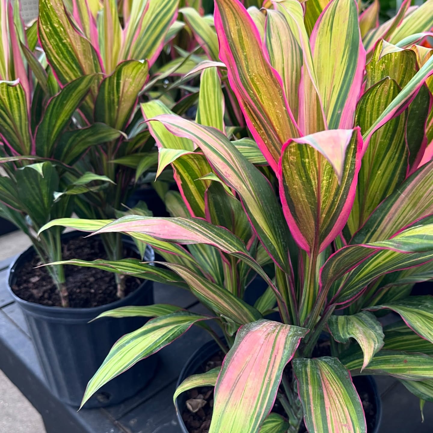 cordyline kiwi on balcony