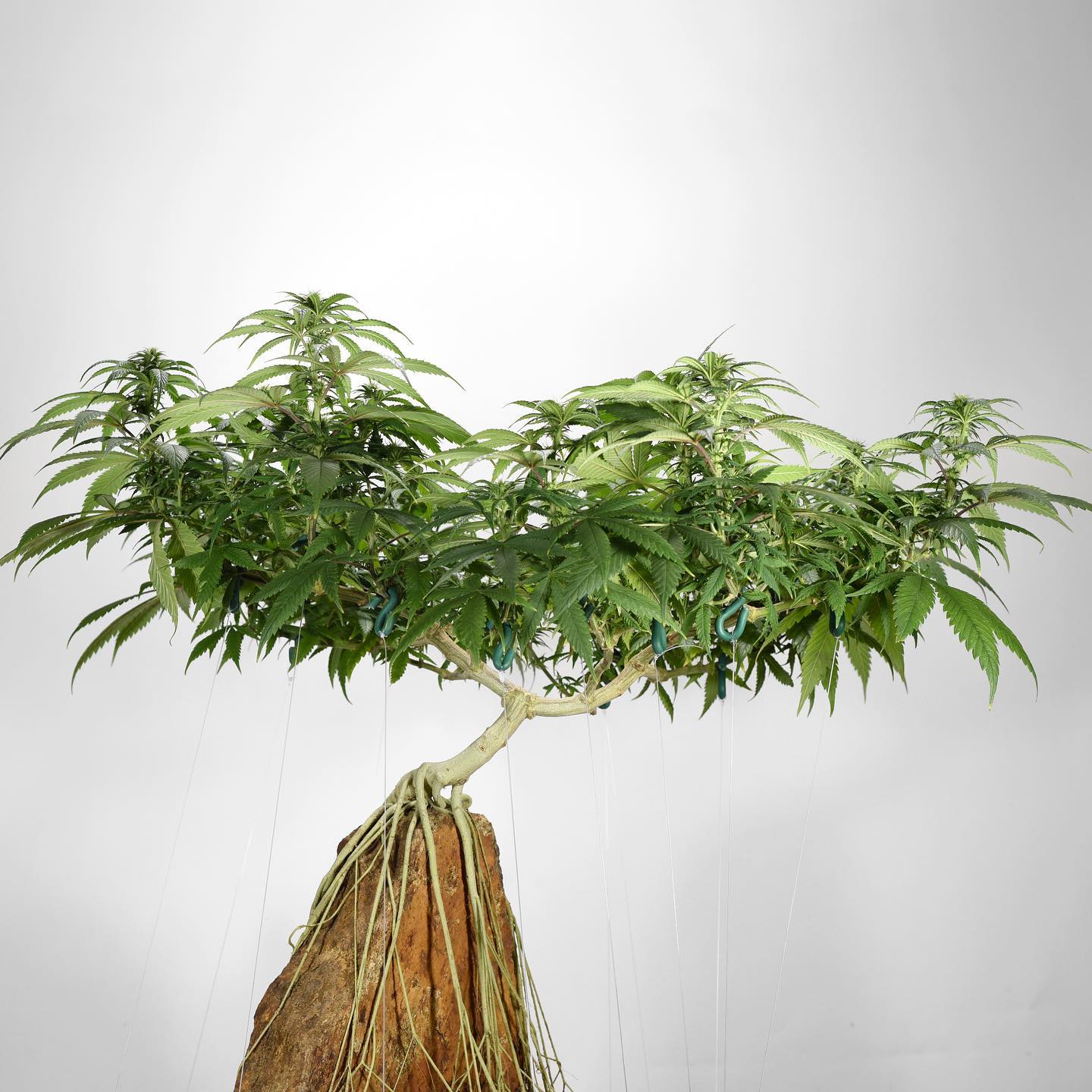 pruning shears cutting roots